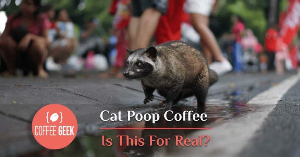 Cat poop coffee