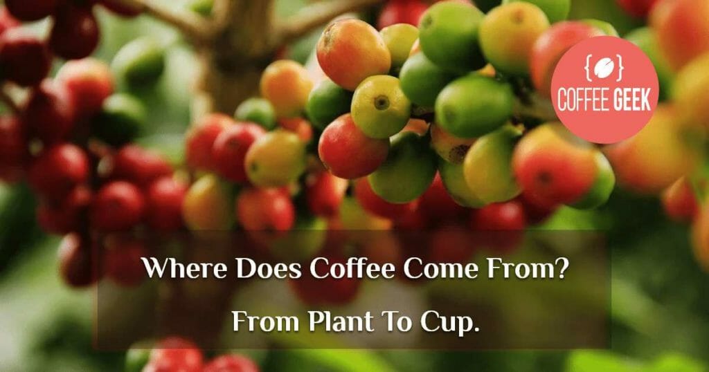 Where does coffee come from? From Plant to Cup.