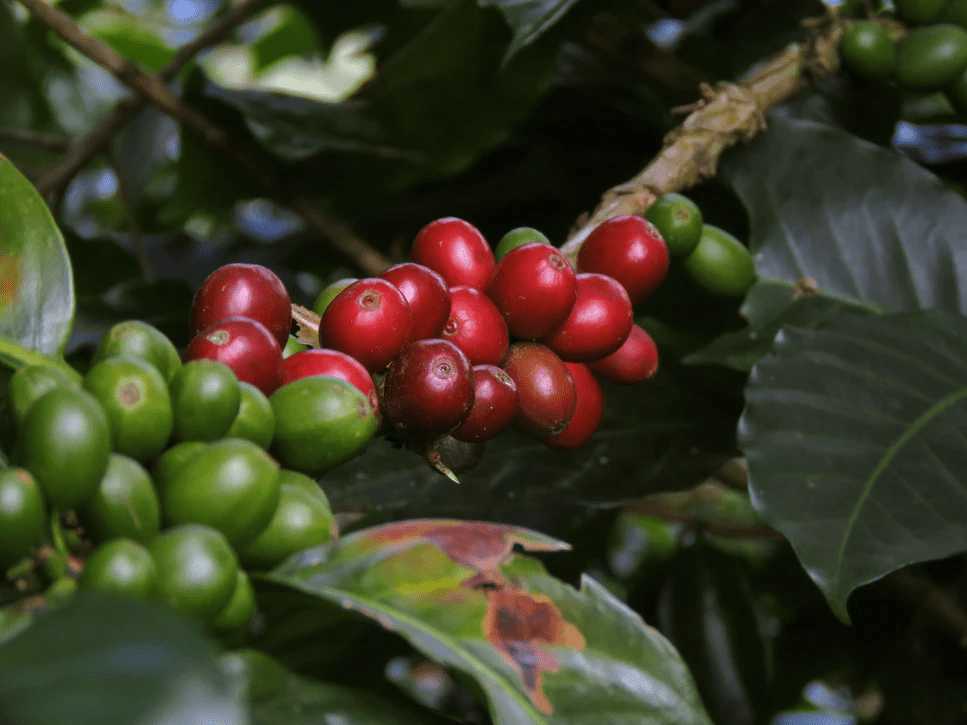 How Long Does It Take For A Coffee Plant To Grow
