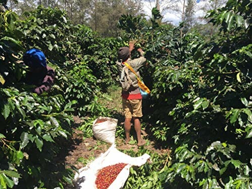 Like all plants, coffee is also prone to pests and diseases, so the usage of chemicals such as pesticides to get rid of these issues is not uncommon.