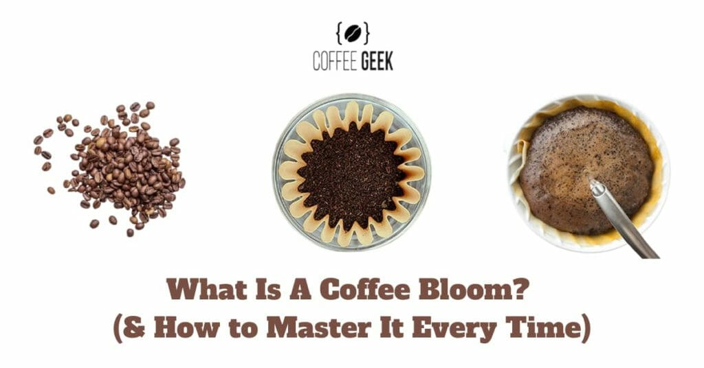 What Is A Coffee Bloom? (& How to Master It Every Time)