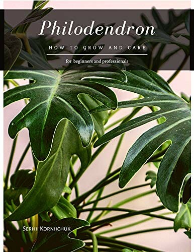 Philodendron: How to grow and care