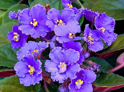 African Violets (Saintpaulia spp)