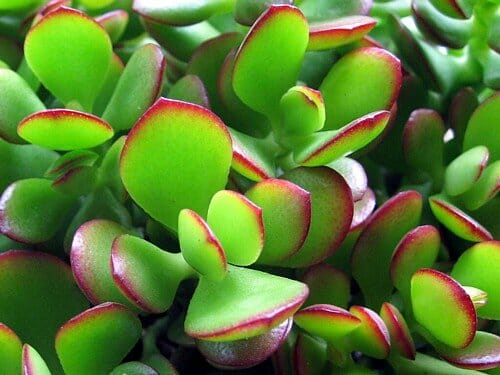 Jade Plant - Crassula ovata - Easy to Grow