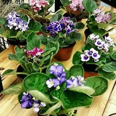 Three African Violet Plants