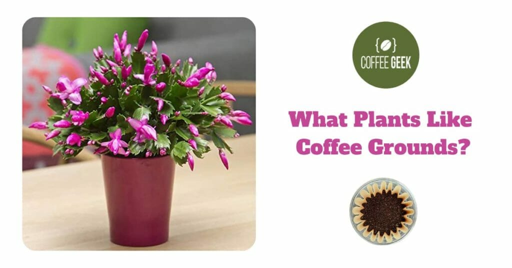 What Plants Like Coffee Grounds