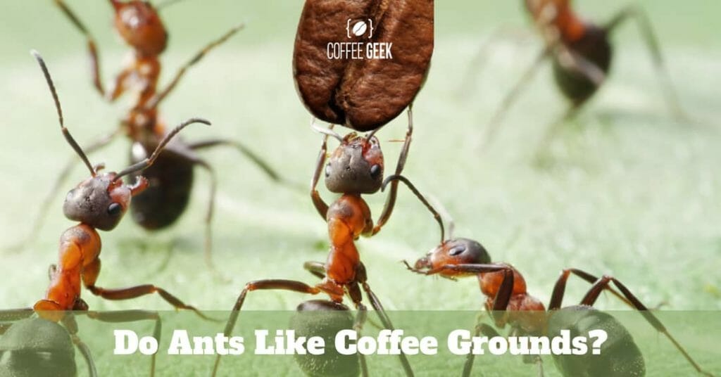 Do ants like coffee grounds
