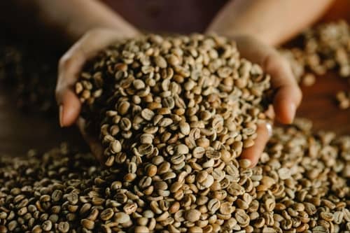 Closeup of woman's hands holding fresh green coffee beans