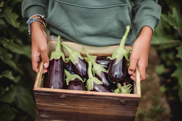 A farmer with harvested fresh eggplants in a brown box