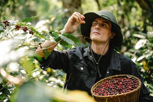 An attentive farmer examining coffee berry in nature