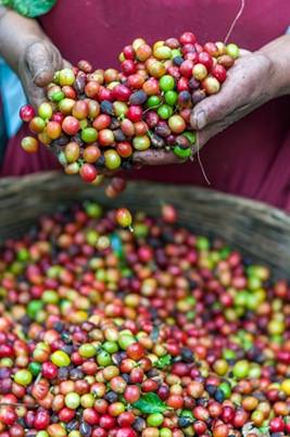 Woman holding multicolored coffee cherries (green, bright red, dark red, yellow, orange) from which seeds are extracted and processed
