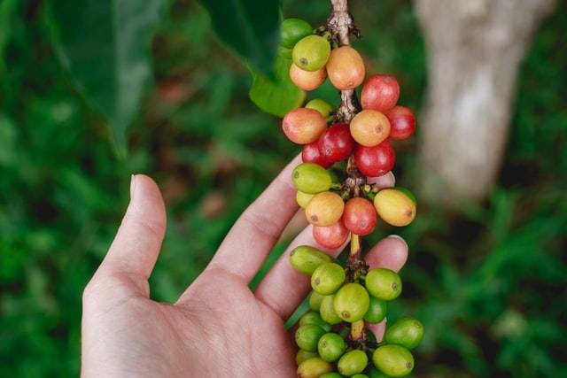 Coffee bean colors: Person holding Hawaiian coffee plant showing the changing green, yellow, orange, and red coffee cherry (fruits)