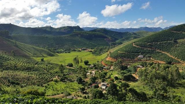 Vista of a Brazilian coffee plantation at low altitude