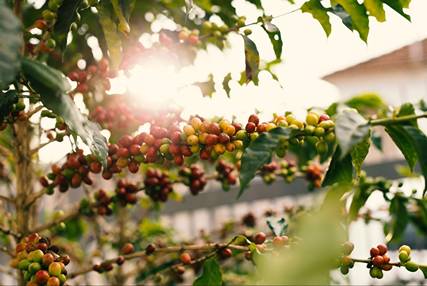 What Is Biodynamic Coffee?: Yellow and red coffee berries on a branch