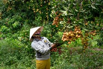 A farmer in conical hat holding a branch of fruits in the garden