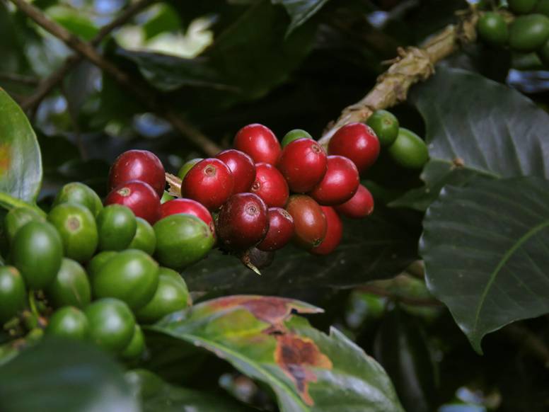 Is coffee a fruit? Yes and no. But one thing's for sure: it's definitely not a bean.