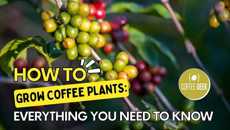 How to Grow Coffee Plants: Everything You Need to Know