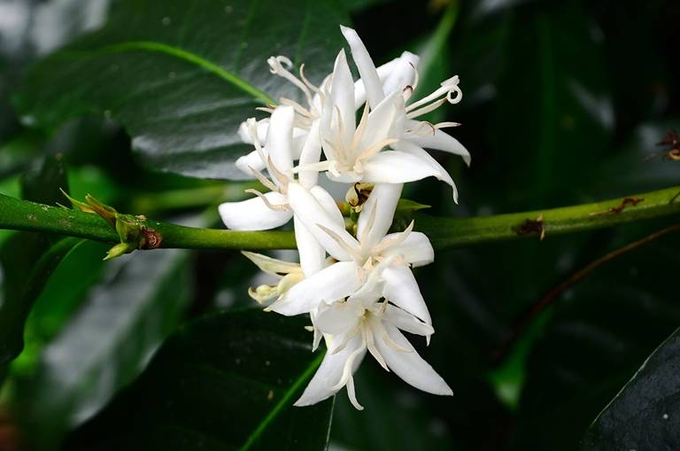 How to Grow Coffee: White flowers on a branch