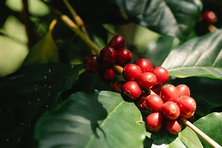 A branch laden with red coffee berries extends from the trunk of the tree.