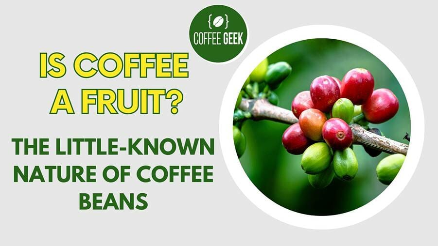 Is Coffee a Fruit The Little-Known Nature of Coffee Beans
