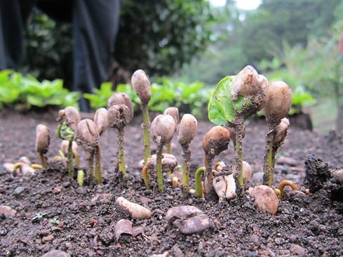 Coffee beans sprouting from the ground