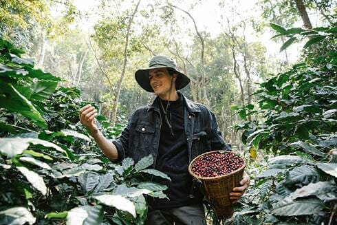 A farmer harvesting coffee in the woods