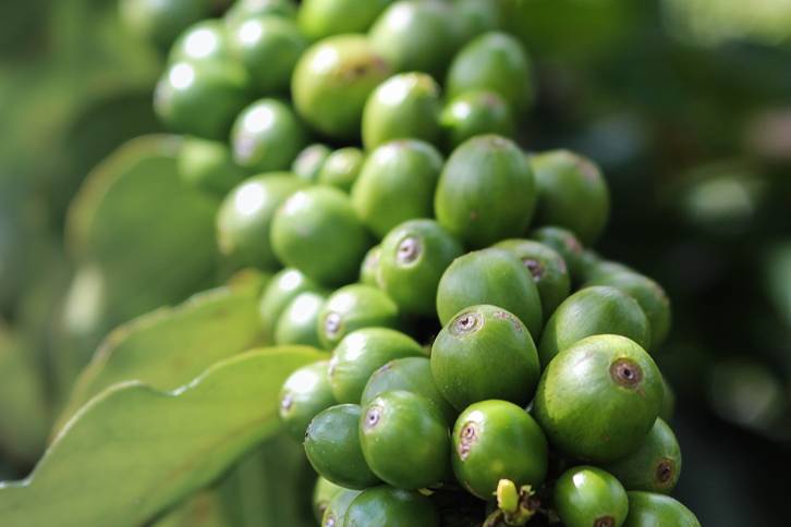 A closeup of green fruits on a branch