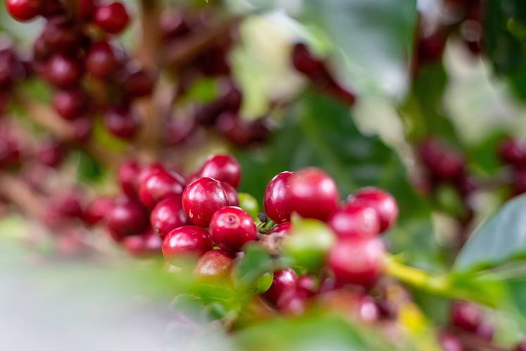 A very interesting detail we glossed over is that coffee "beans" are actually seeds from the coffee cherry fruit that grow on the coffea plant.