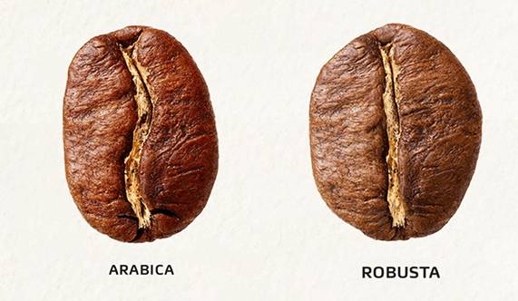 Arabica Coffee vs. Robusta Coffee: The Big Differences