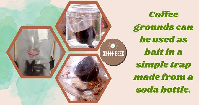 Using Coffee Grounds as Bait