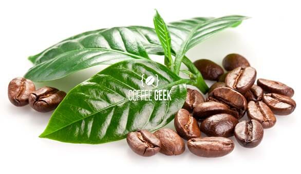 What is Enzyme Coffee