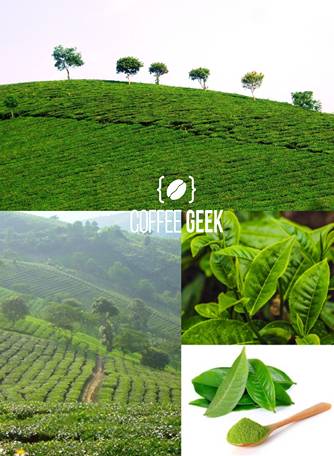  Tea Plantation in Yen Bai, Vietnam