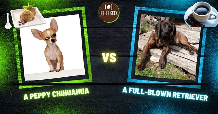 Chihuahua vs full-blown retriever.
