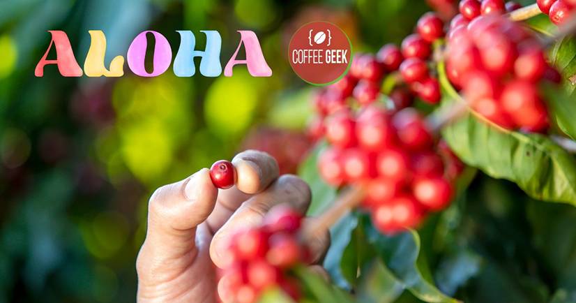 Supply and Demand: Kona Coffee’s Global Recognition