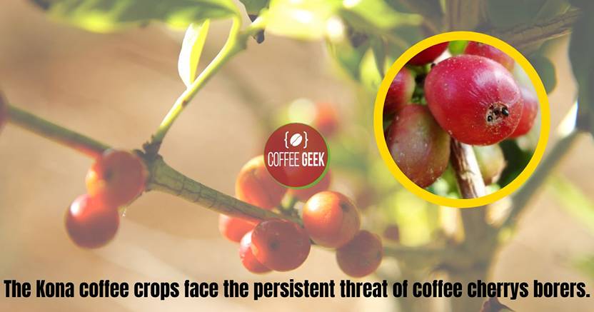 Threats Impacting Kona Coffee Crops