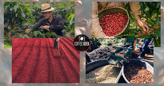 A collage of pictures of coffee beans being harvested.