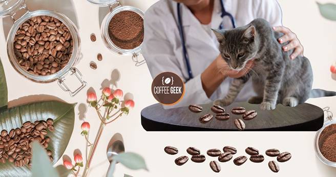A cat is sitting on a table with coffee beans on it.