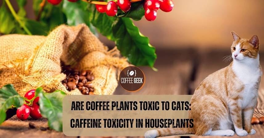 Are coffee plants toxic to cats