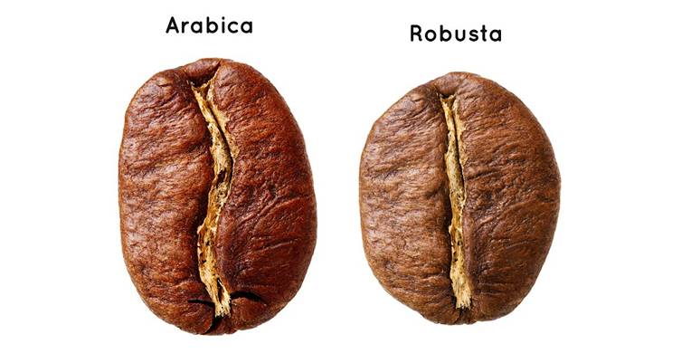 Arabica and robusta coffee beans.