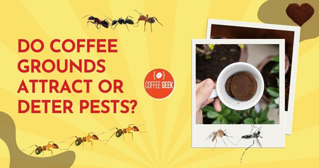 Do coffee grounds attract pests