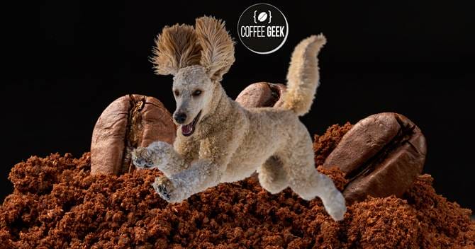 Is It Safe to Use Coffee Grounds as a Dog Repellent?