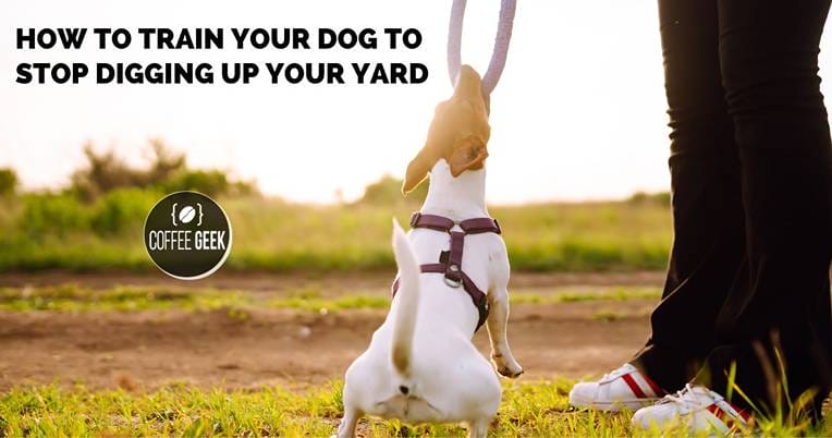 How to train your dog to stop digging up your yard.