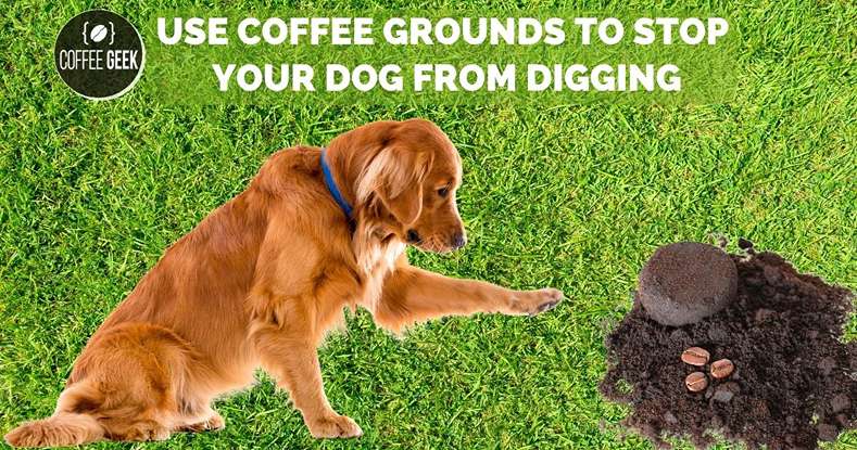 Coffee grounds to stop dog digging