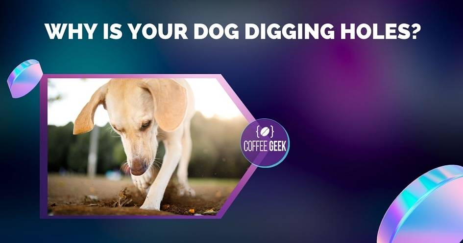 Why is your dog digging holes?.