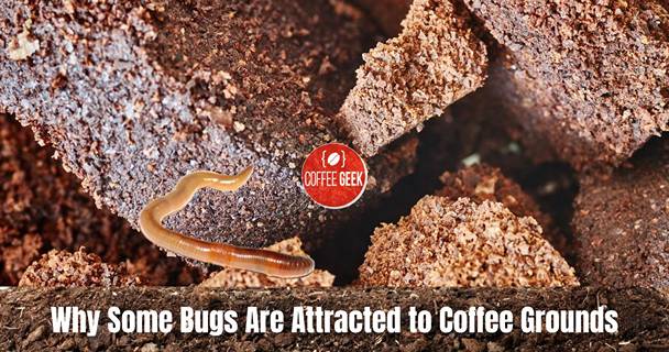 Why some bugs are attracted to coffee grounds.