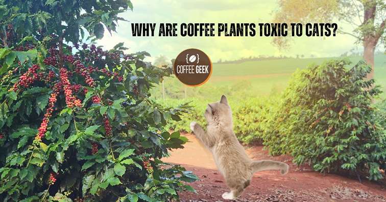 Why ac coffee plants turn to cats.