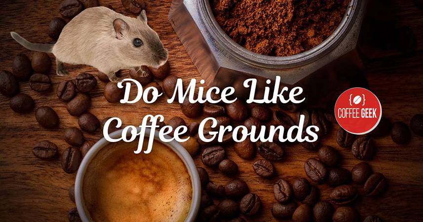 Do mice like coffee grounds