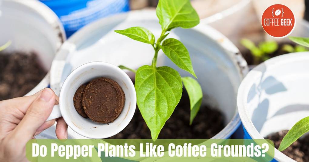 Do pepper plants like coffee grounds